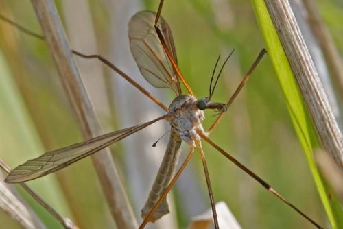 Tipula paludosa
